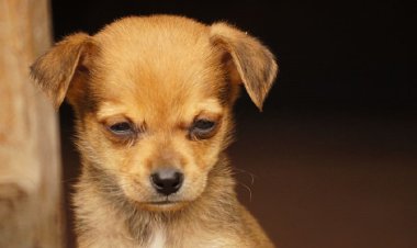 Imbwa  Fred  yafashe inshingano zo kurera imbata 15