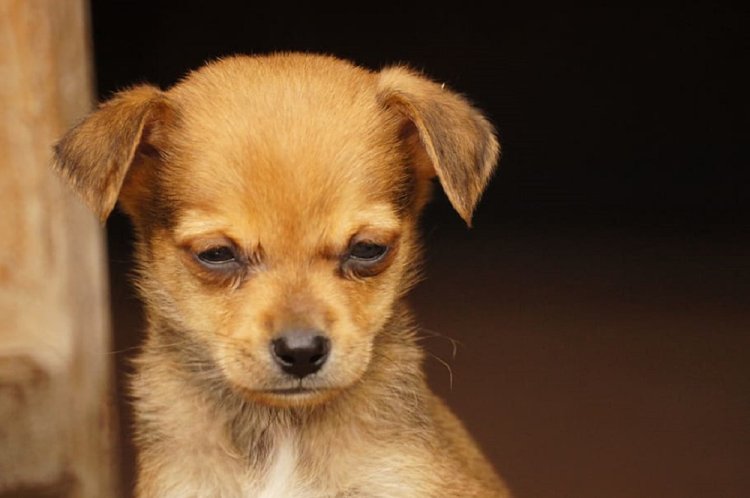 Imbwa  Fred  yafashe inshingano zo kurera imbata 15