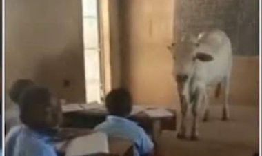 Umwalimu yatunguye abanyeshuri ubwo yazanaga inka mu ishuri