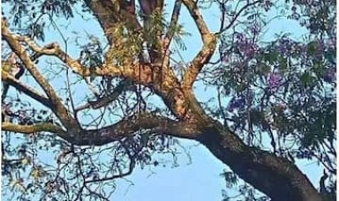 Buriye igiti bambaye ubusa kuri Station ya Polisi batangira kubwiriza ijambo ry'Imana