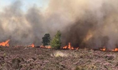 Nyuma yo gutema ishyamba rya Kenyatta bahise baritwika