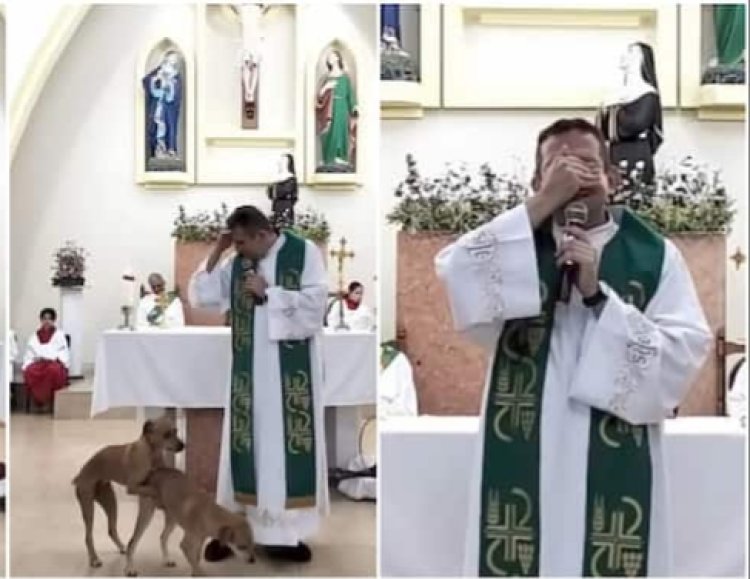 Padiri yasubitse igitambo cya Misa nyuma yo kubona imbwa ebyiri zi Senzanya kuri aritari