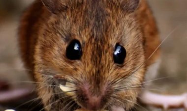 Imbeba zibasiye abarwayi muri bimwe mu bitaro