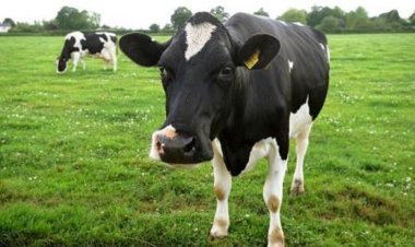 Urukiko rwategetse Umusaza wabuze inkwano y'umuhungu we guteza cyamura inzu ye