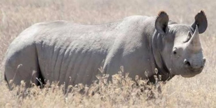 Kugirango wite izina ryawe inyamaswa uzajya utanga Miliyoni 5