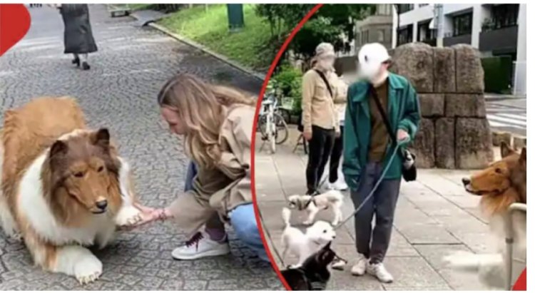 Yakabije inzozi ze zokuba imbwa