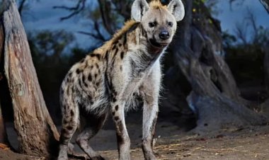 Umuvuzi gakondo yafatanywe impyisi,  maze avuga ko ariyo akoresha iyo ashaka ku guruka  ajya mu kirere