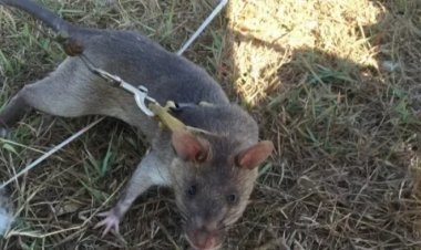 Imbeba 100 zashoje imyitozo zoherezwa mu butumwa bw'akazi