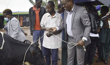 Rulindo: Imiryango 40 Yahawe Inka zitanga umukamo