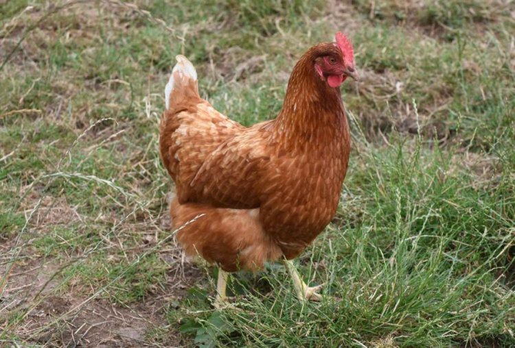 Umwana w’imyaka 13  yitabye Imana nyuma yo gukomeretswa n’inkoko mu buryo butunguranye